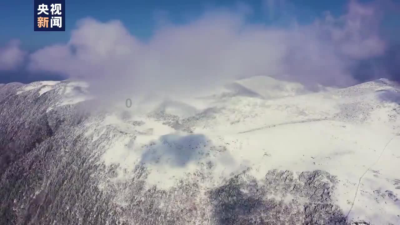 虫虫助手下载
